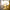 "Appgrow Jaguar 26T fatbike in gold and black color scheme with dual disc brakes, front suspension, and Hartex XTRA ACTION tyres – ideal for rugged terrain."

